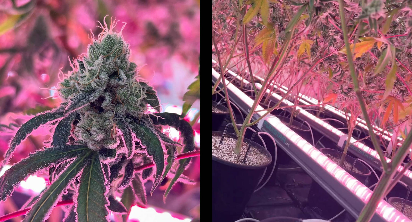 Flexstar R8 Under Canopy 120W