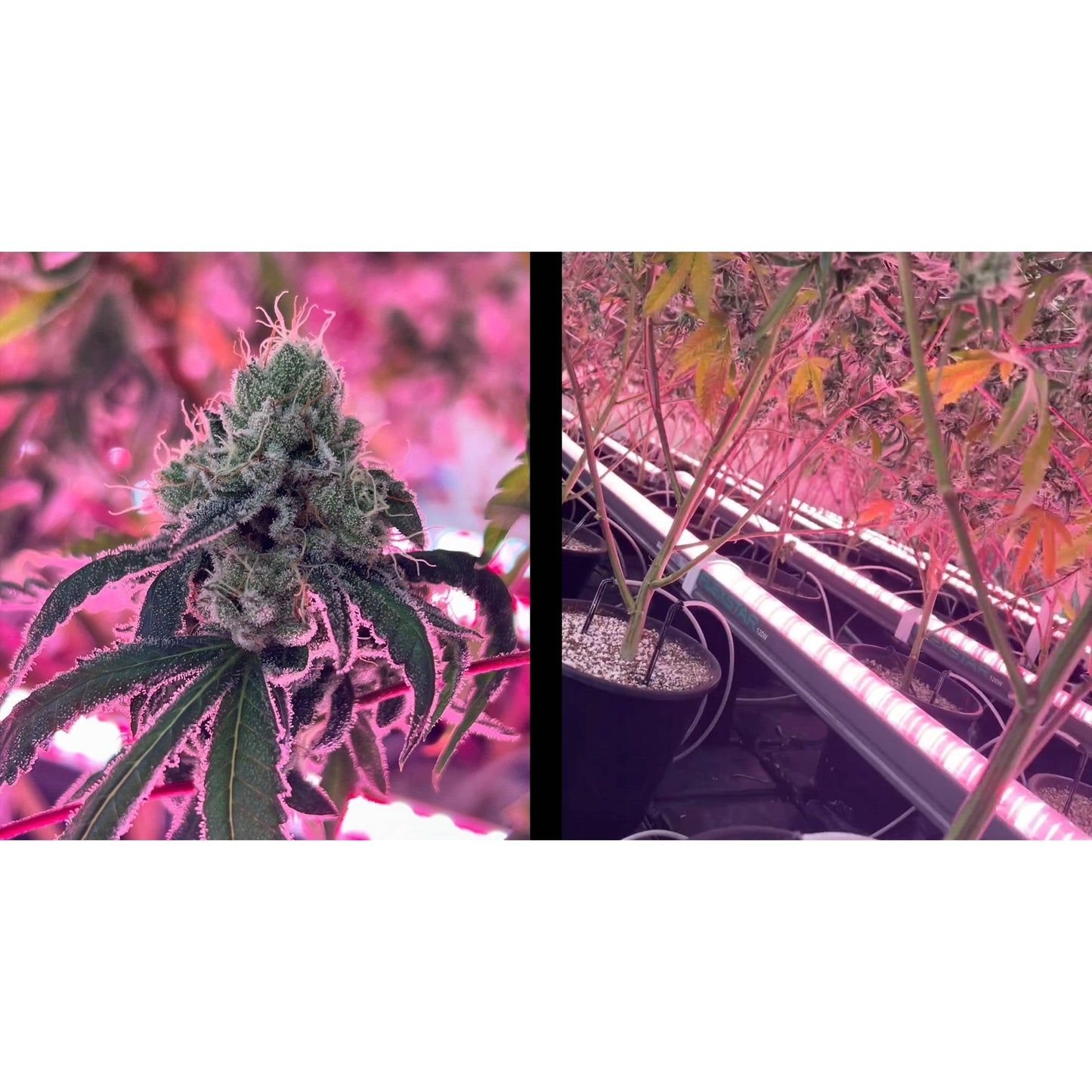 Flexstar R8 Under Canopy 120W