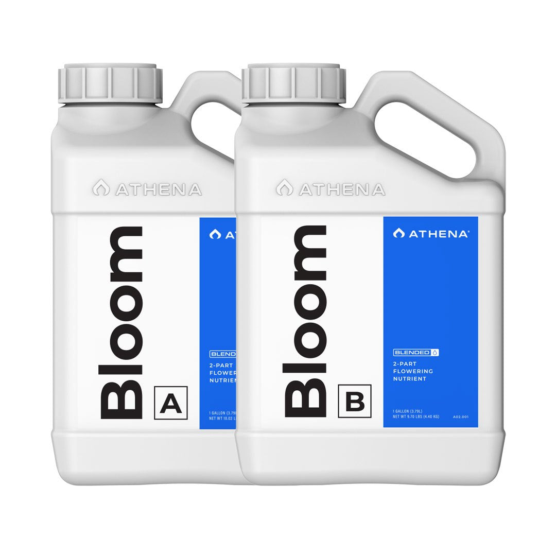 Athena Blended Line Bloom A+B